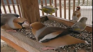 Lovely Day at the Bird Feeder [upl. by Vowel]