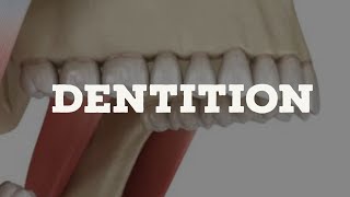 Dentition [upl. by Busey760]