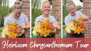 Touring My Heirloom Chrysanthemum Garden 🌺  How To Grow Chrysanthemums [upl. by Kevyn]