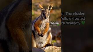 YellowFooted Rock Wallaby  shorts  wildlife [upl. by Yttel]