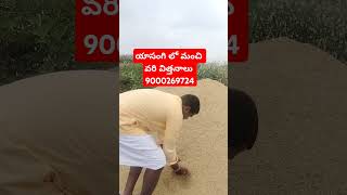 యశాంగి వరి విత్తనాలు 🌾 ఎసంగి వరి🌾rabi paddy telangana seeds best rabi paddy seeds 🌾telangana seeds [upl. by Eekaz]