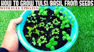 How To Grow TulsiHoly Basil From Seeds With Updates [upl. by Suivatram306]