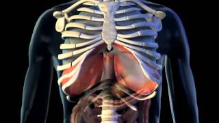 Diaphragm  3D Medical Animation  ABP © [upl. by Schwartz]