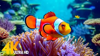 Aquarium 4K VIDEO ULTRA HD 🐠 Beautiful Coral Reef Fish  Relaxing Sleep Meditation Music 17 [upl. by Rednasxela]