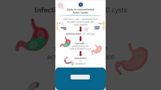 Giardia lambliaLife cycle parasitology microbiology pathology neet neetpg lifecycle science [upl. by Ailsun]