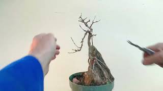 2 min bonsai 6 root over rock tridents [upl. by Alarick239]