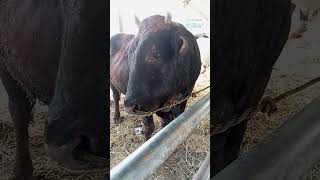 Brangus bull big cow cow sound shorts sapilucu cow lembu animals [upl. by Domash]