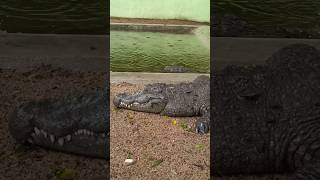 Crocodile 🐊 park  fish fry amaravathi dam [upl. by Acirrehs]