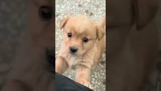 Barking 🤫 puppy puppyentertainment dog cute doglover puppydog youtubeshorts shortvideo [upl. by Tartaglia]