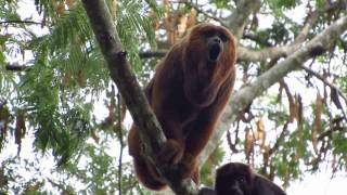 Ronco do Bugio Alouatta guariba clamitans [upl. by Nothgiel303]