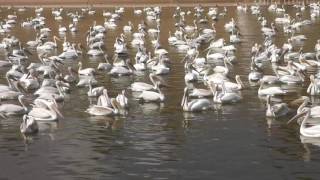 Great Salt Plains State Park Jet Oklahoma [upl. by Ahseikram34]