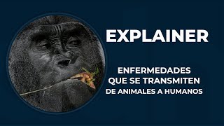 Hay enfermedades que se transmiten de animales a humanos [upl. by Nailluj]