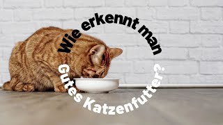 Gutes Katzenfutter  Warum es so wichtig ist  Wie du es erkennen kannst [upl. by Fates]