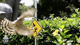 Hawk Attacks Finch FYV [upl. by Hepsoj]