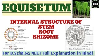 EQUISETUM  Internal Structure of StemRootRhizome BscMSc Botany Full Explanation  ZBC [upl. by Tann]