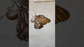 The Gulf Fritillary Butterfly Life Cycle [upl. by Radnaxela]