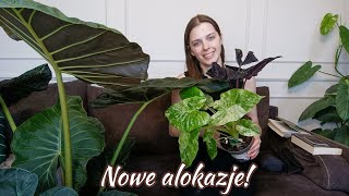 Nowy członek rodziny kolejny tom mojej książki i piękne alokazje 🌱  Życiowy update 🖤 [upl. by Lyssa]