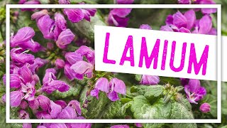 Lamium Plant of the Week [upl. by Samled118]