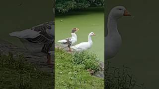 GEESE CITY PARK MAASTRICHT 16924 [upl. by Attwood932]