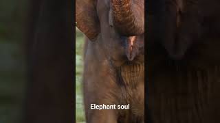 short srilanka shortvideo viral viralvideo attack elephant english energy [upl. by Atnes187]