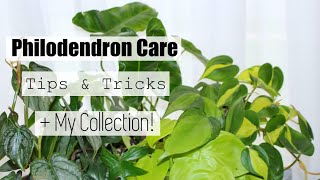 Philodendron Houseplant Care Tips amp Tricks  My Philodendron Collection [upl. by Hsepid580]