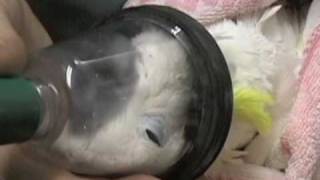 Parrot gets gassed at the vet during blood test [upl. by Akamahs]