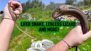 Lifer Snake Big Legless Lizard and More [upl. by Chu]