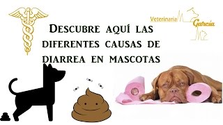 ¿QUE CAUSA DIARREA EN UNA MASCOTA [upl. by Jezrdna]