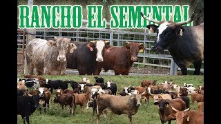 CHECA POR QUE LE DICEN LA GANADERIA DEL FUTURO RANCHO EL SEMENTAL [upl. by Jennie]