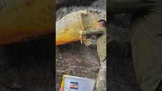 Forest honey extraction honey raymondlabans india gaming diy [upl. by Balliol868]