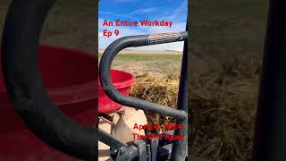 An Entire Workday Ep 9 funatwork talesfromwork ranching cows [upl. by Ariamat163]