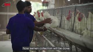 Ovodyl – Poultry Media Testimonial [upl. by Gemma290]