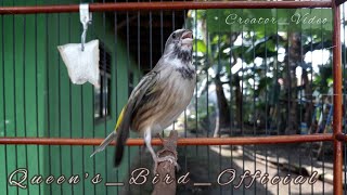 Hummer Blackthroat Juara milik MCF Colection Bekasi  Burung Blackthroat Gacor [upl. by Martres]