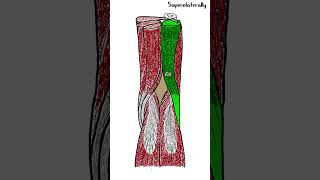 Popliteal fossa  Anatomy  shorts [upl. by Janus138]