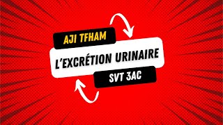 SVT 3AC Lexcrétion urinaire chez lHomme [upl. by Adiaj]