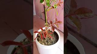 1 to 68 days update of rooted Rose plant cuttings🌹🌹Gardening tips🌹Youtube shortsIsrats Garden 🌹🌹 [upl. by Brittni]