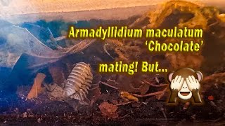 Armadillidium maculatum Chocolate mating for more than 15 minutes [upl. by Ulises]