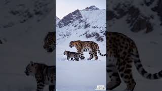 Majestic Mountain Snow Leopards Walking with Their Adorable Cubs  Rare Wildlife Family Moment [upl. by Bamford]