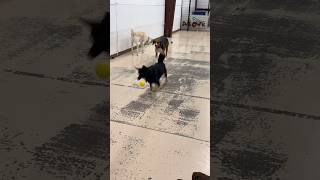 Dog dribbles ball in daycare dogdaycare funnydog [upl. by Vanderhoek]