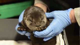 North American river otter pup [upl. by Dur]