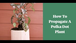 The easiest way to propagate a polka dot plant Hypoestes [upl. by Agnese]