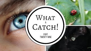 What a Catch  Part 29 A Miraculous Ladybug Fanfiction [upl. by Buschi698]