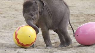 Elefantenbaby Jamuna Toni  1 Freigang im Tierpark Hellabrunn [upl. by Oinegue]