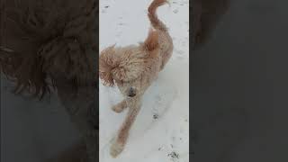 Teddy Dances In The Snow Teddy TheGoldenDoodleDog SnowDance TeddyLand [upl. by Apilef286]