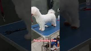 pets groom grooming groomingsalon groomingdog groomer funny like videos youtube groomers [upl. by Clementine]