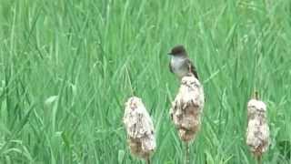 Eastern Phoebe Flycatcher catches bugs on the Green River Ontario [upl. by Verner]