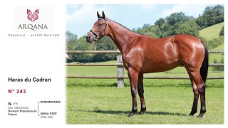 Arqana august 2024  N°243  M né en 2023  Persian King présenté par le Haras Du Cadran [upl. by Llejk]