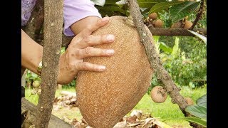 Sapodilla Fruit  mamey pouteria sapota [upl. by Edwyna467]