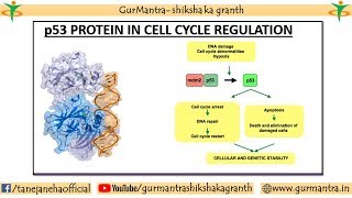 p53  ROLE OF p53 IN CELL CYCLE REGULATION TUMOR SUPPRESSOR PROTEIN [upl. by Surazal]