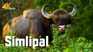 Rare Indian Gaur Bison Sighting Jungle Safari Adventure  Simlipal [upl. by Gherardo]